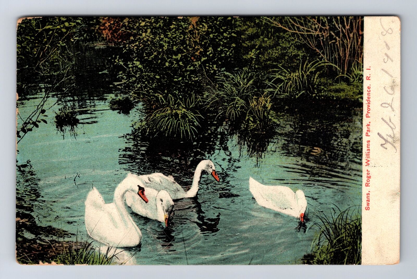 Providence RI-Rhode Island, Swans Roger Williams Park, Vintage c1908 Postcard