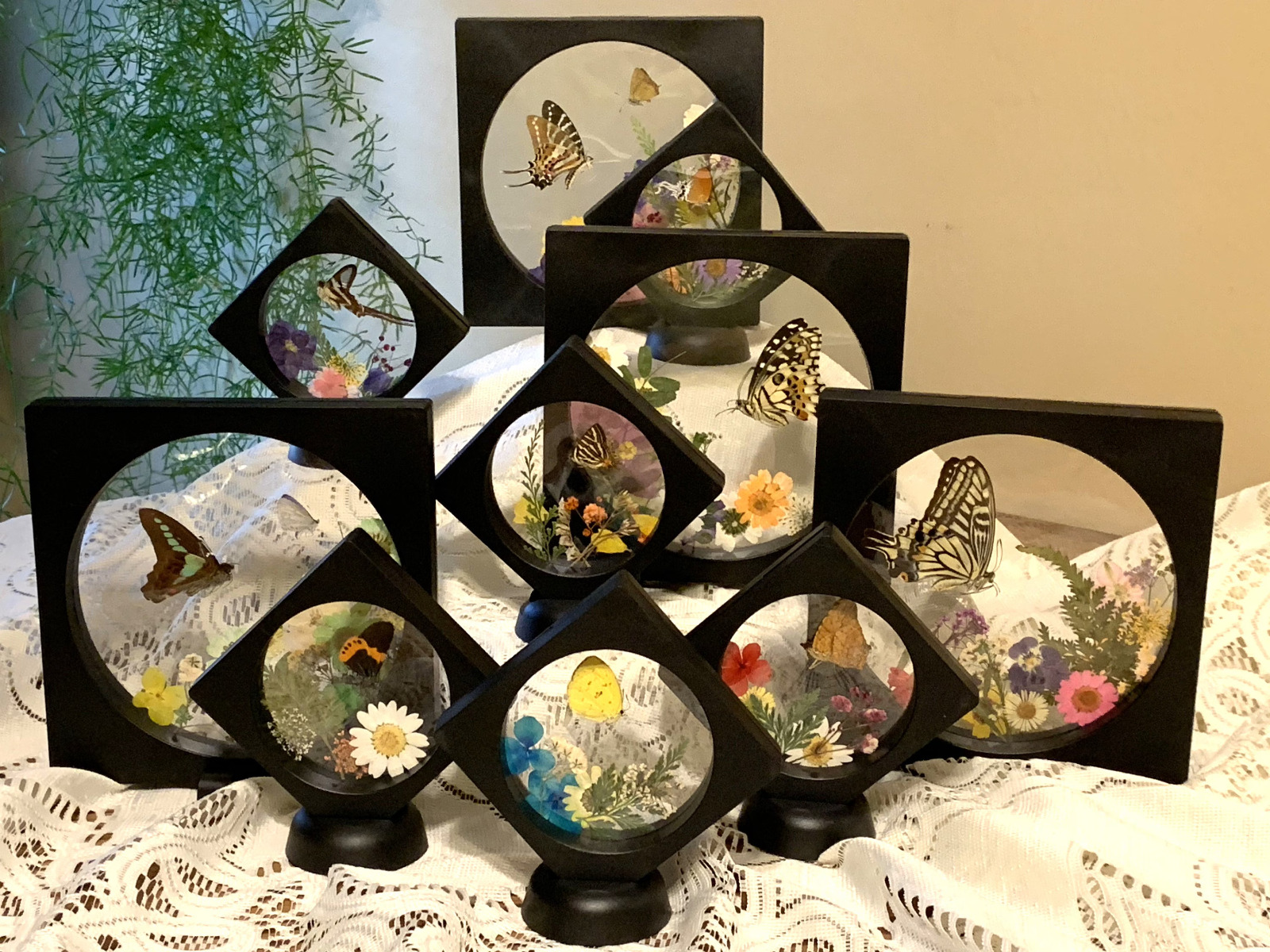 RANDOM Folded BUTTERFLY Displays - Double-Sided Sustainable Specimen- XL Size
