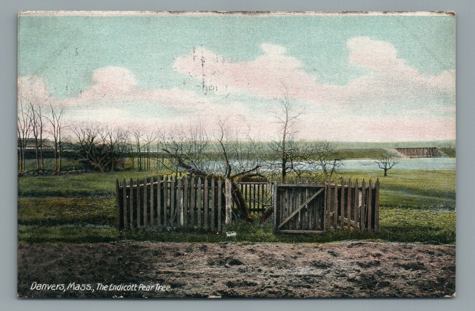 The Endicott Pear Tree, Danvers MA, Capt. John Endicott, Vintage Postcard c1908