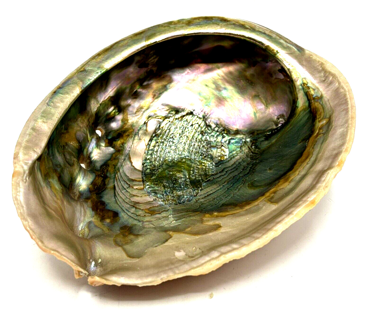 Vintage Large Iridescent Natural Abalone Seashell Decor Bowl 8” L