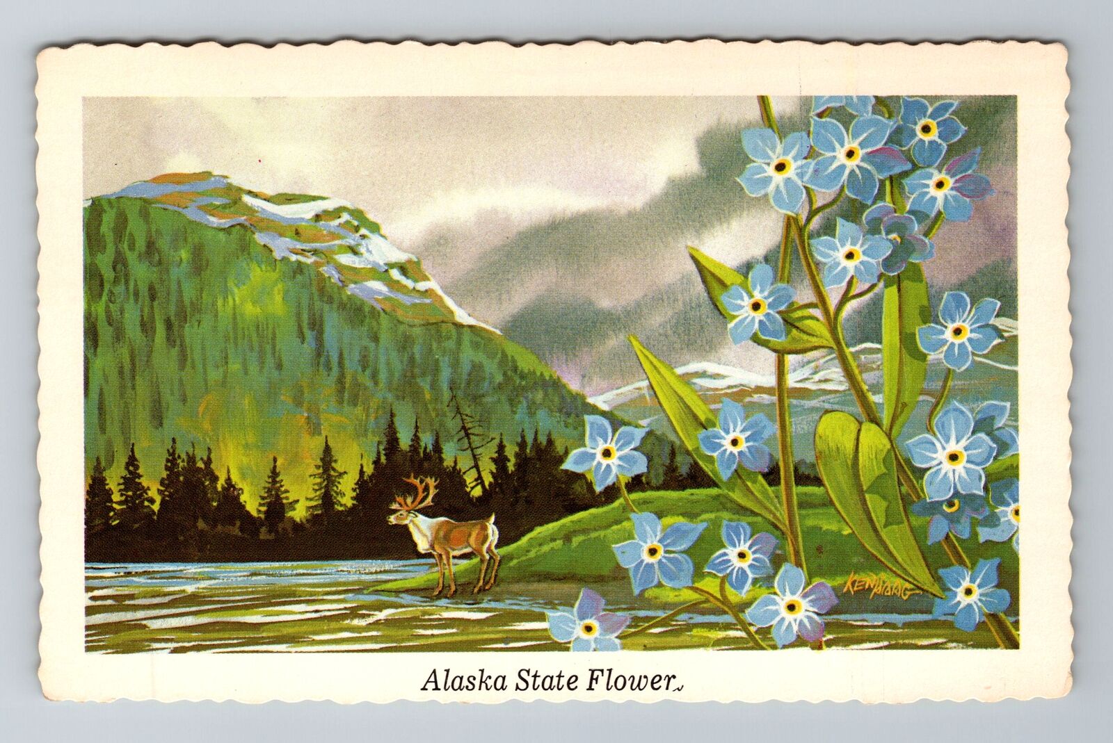 Alaska, AK-Alaska, Alaska State Flower Antique, Vintage Souvenir Postcard