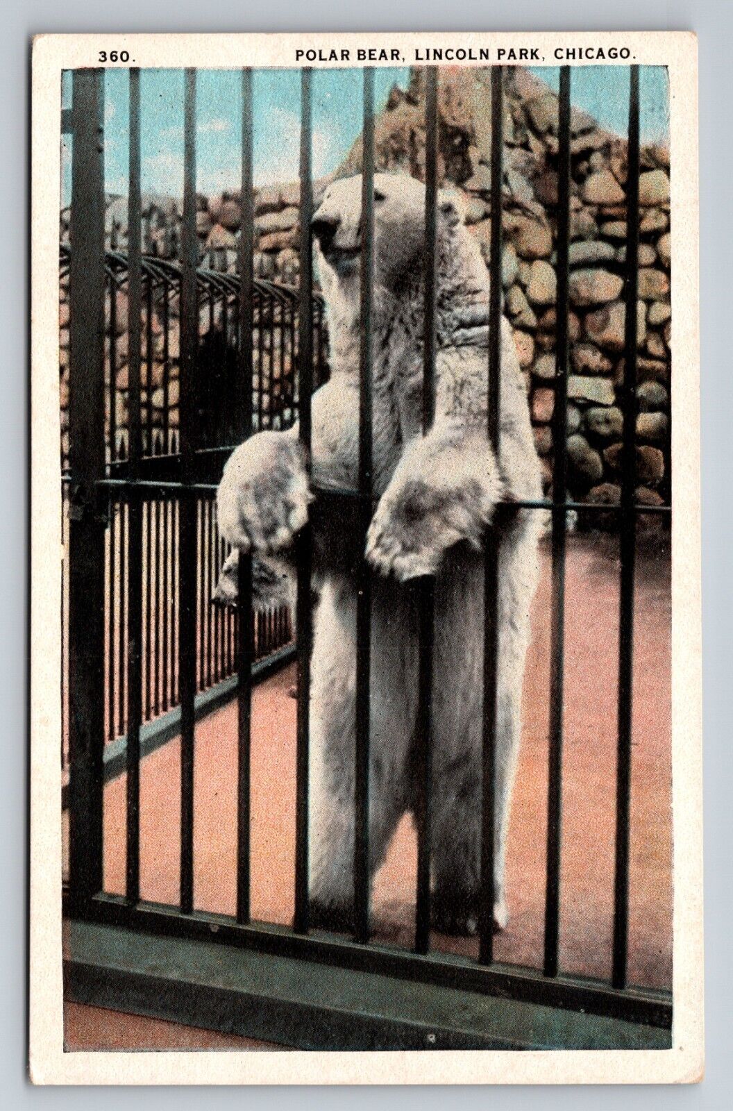 Polar Bear Lincoln Park Chicago Illinois Vintage Unposted Postcard