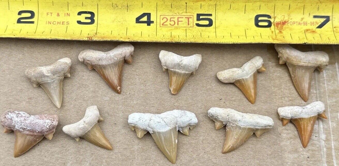 Fossilized shark tooth 3/4 inch long in excellent condition a lot of 10