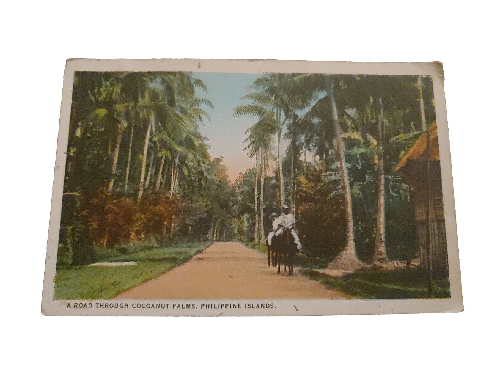 Vintage Postcard Cocoanut Palms Islands PHILIPPINES Education Co. 3.5\