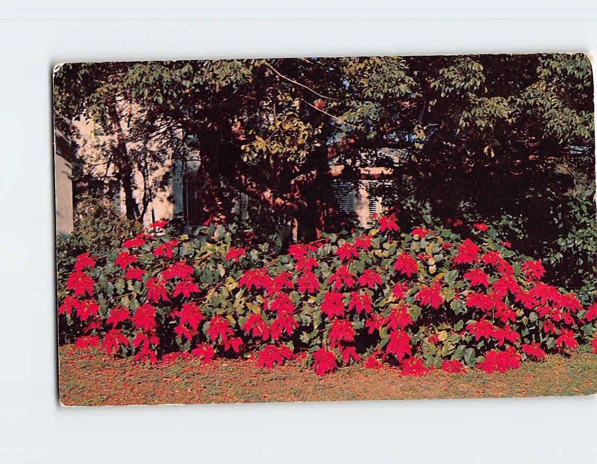 Postcard Florida Poinsettia