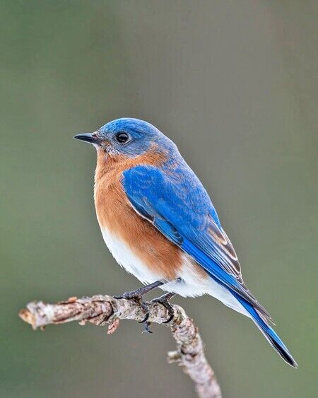 Beautiful EASTERN BLUEBIRD Glossy 8x10 Photo Wildlife Bird Print