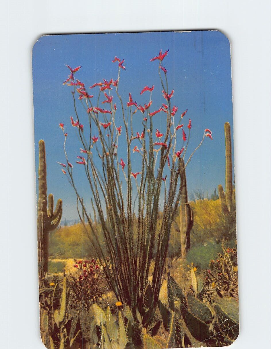 Postcard Ocotillo One of the Most Spectacular Desert Flora