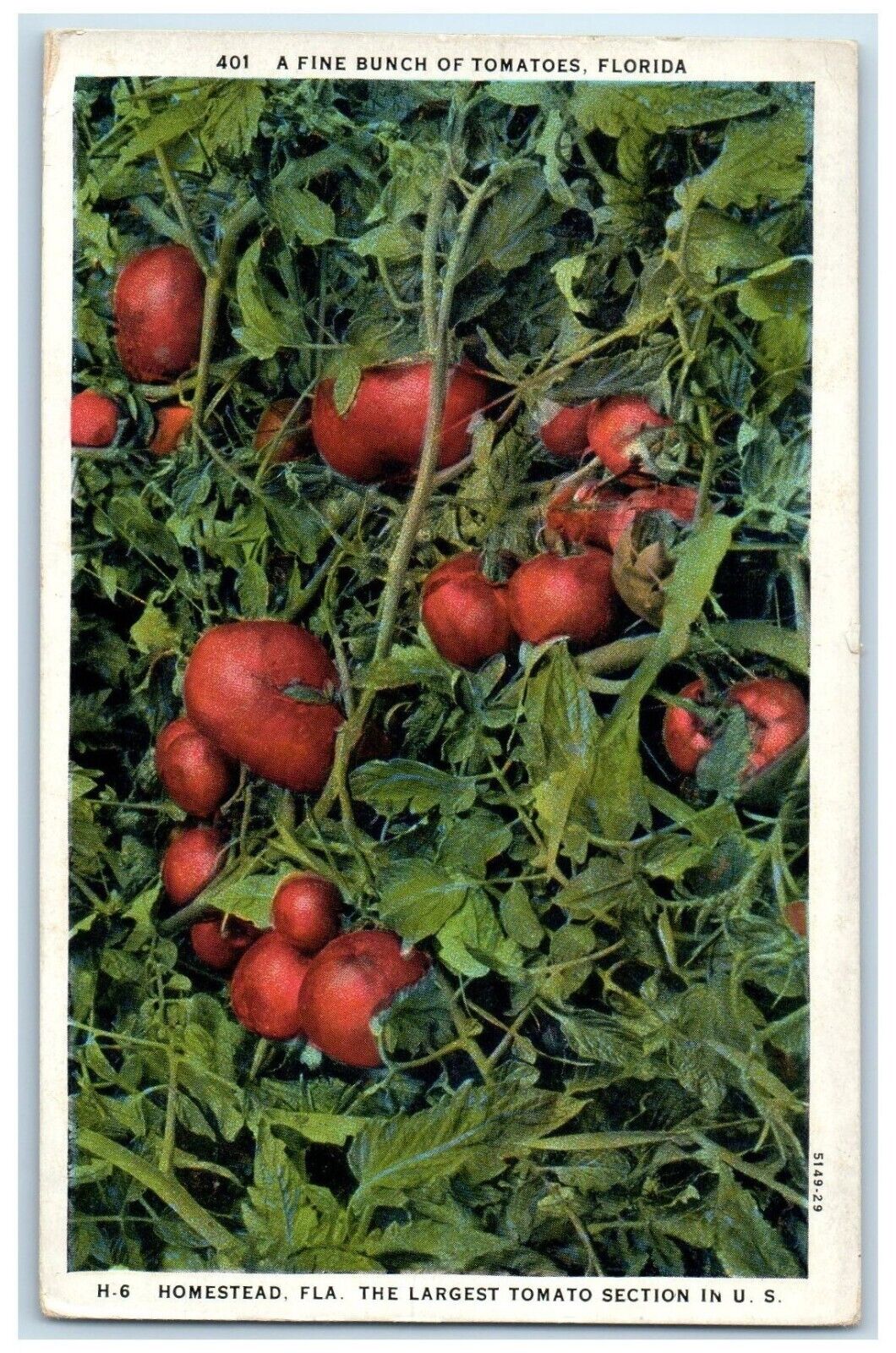 1934 Fine Bunch Tomatoes Homestead Section Florida FL Vintage Antique Postcard