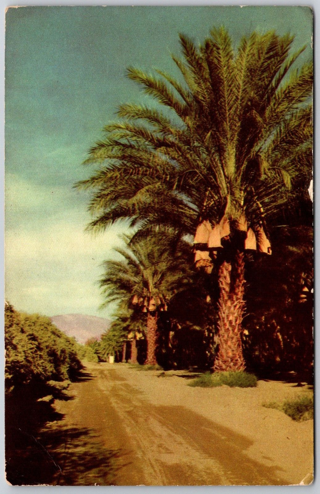 Postcard CA Coachella Valley California Date Trees Union Oil Company Card