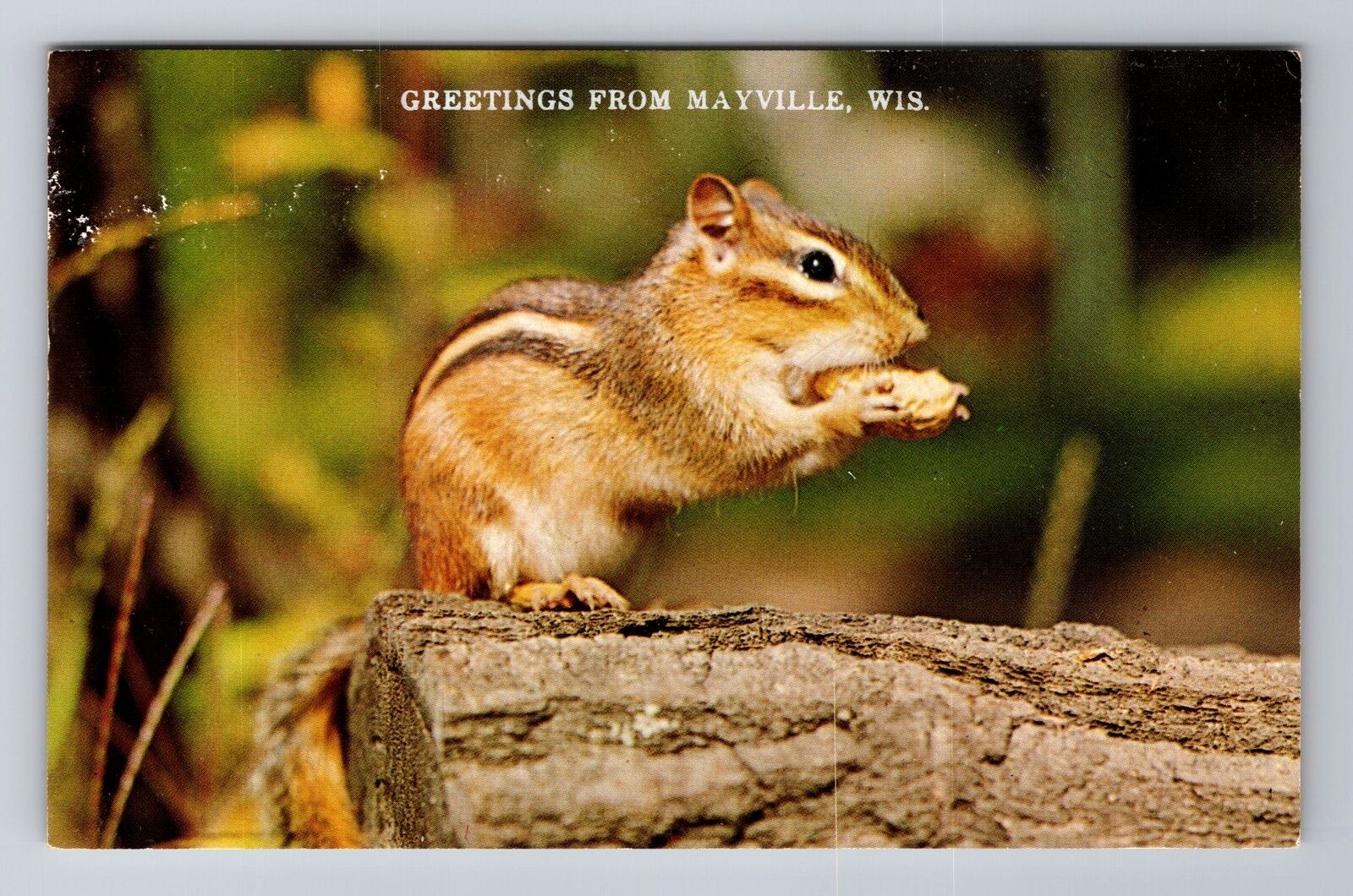 Mayville WI-Wisconsin, General Greetings, Chipmunk, Antique, Vintage Postcard