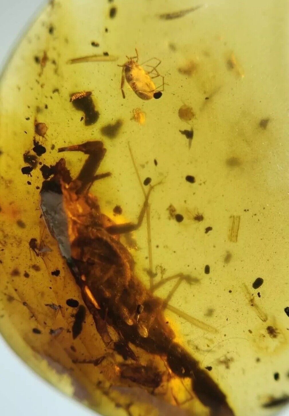 Rare Huge Scorpion Late Cretaceous Epoch Amber 99 MYA  Fossil Dinosaur Era