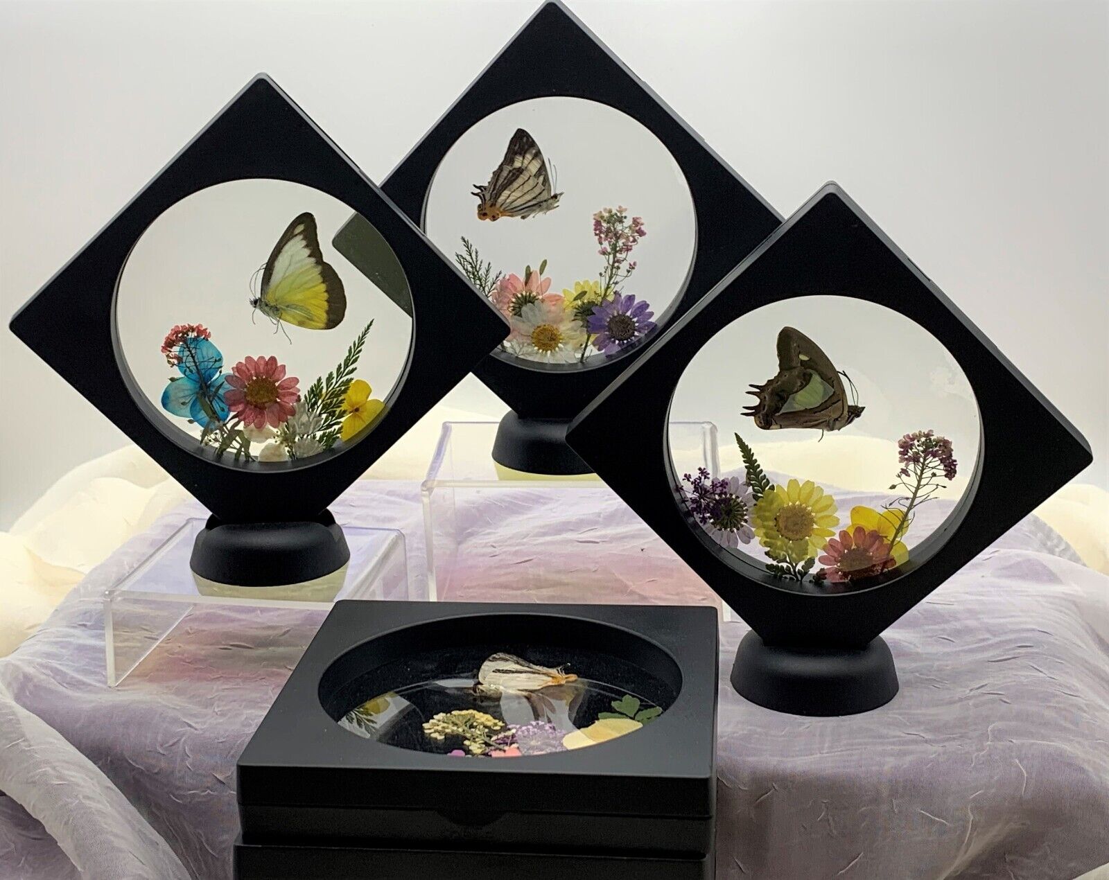 RANDOM Folded BUTTERFLY Displays - Double-Sided Sustainable Specimen- LARGE Size