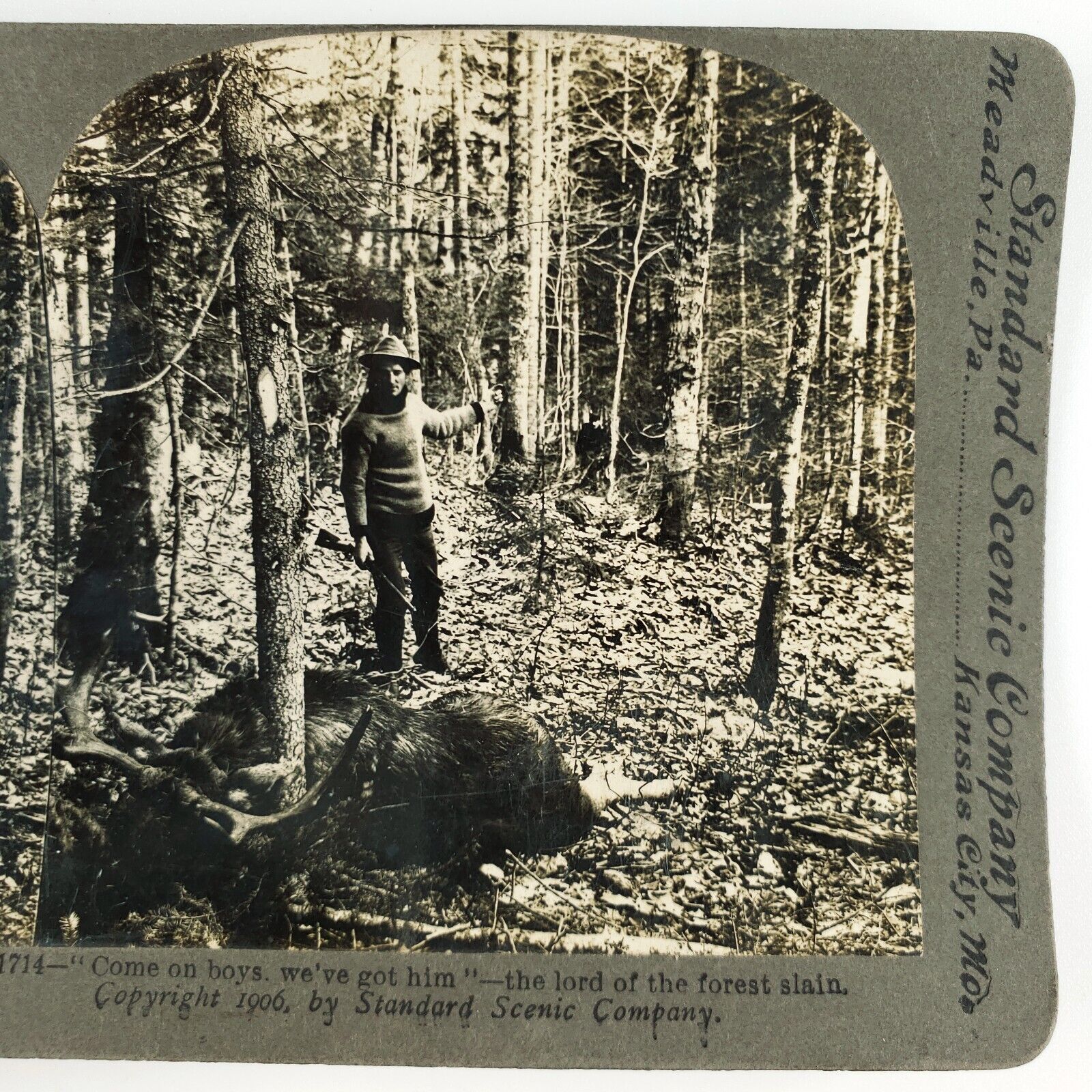 Fallen Elk Happy Hunter Stereoview c1906 Hunting Rifle Forest Trees Photo A1964