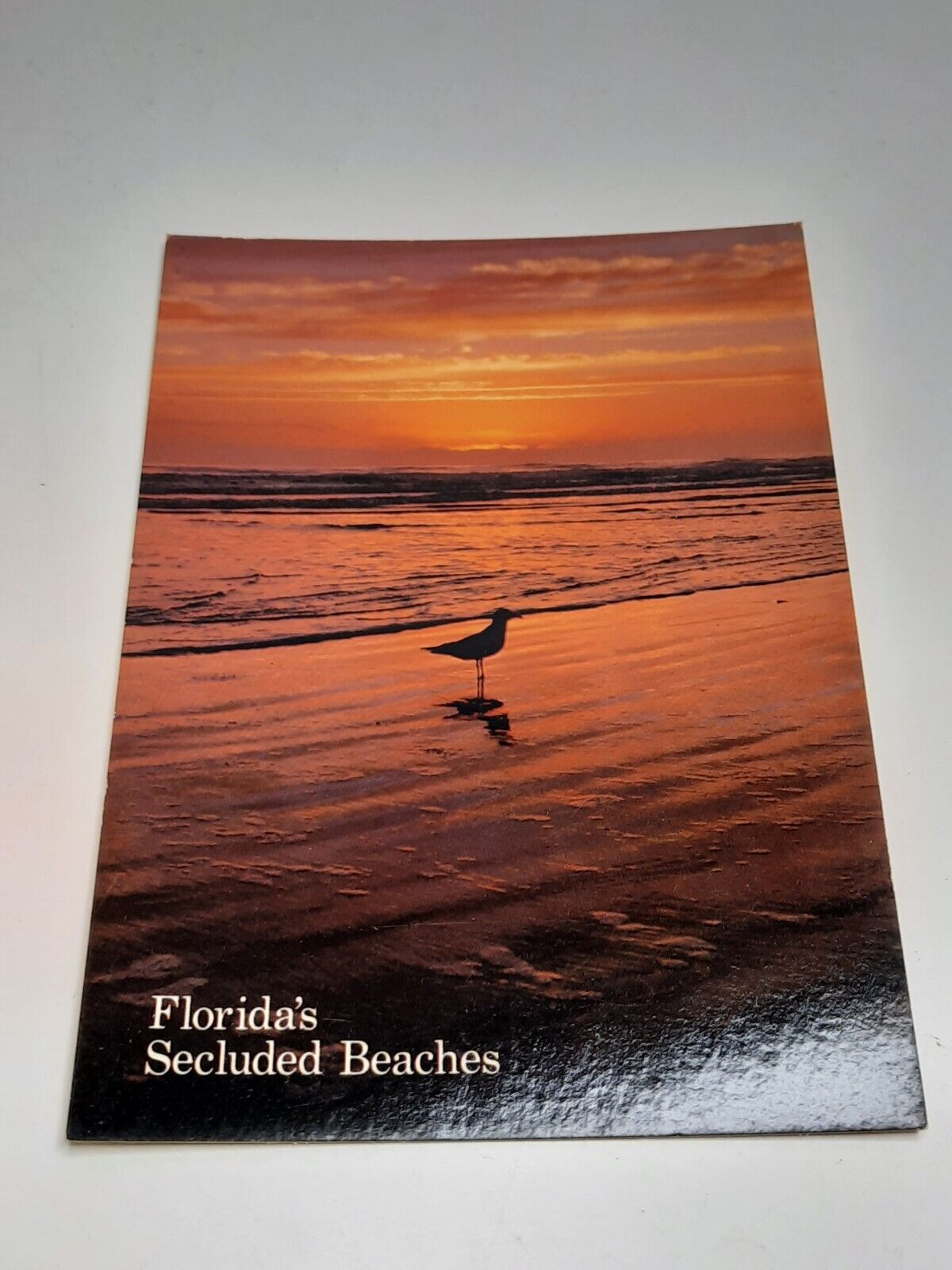 Florida Secluded Beaches Souvenir Unposted Postcard Coastline Seagull