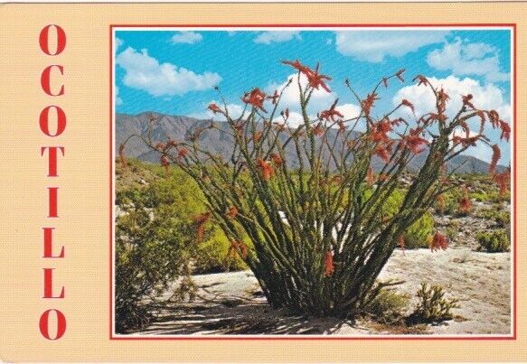 Desert Ocotillo Plant In Bloom