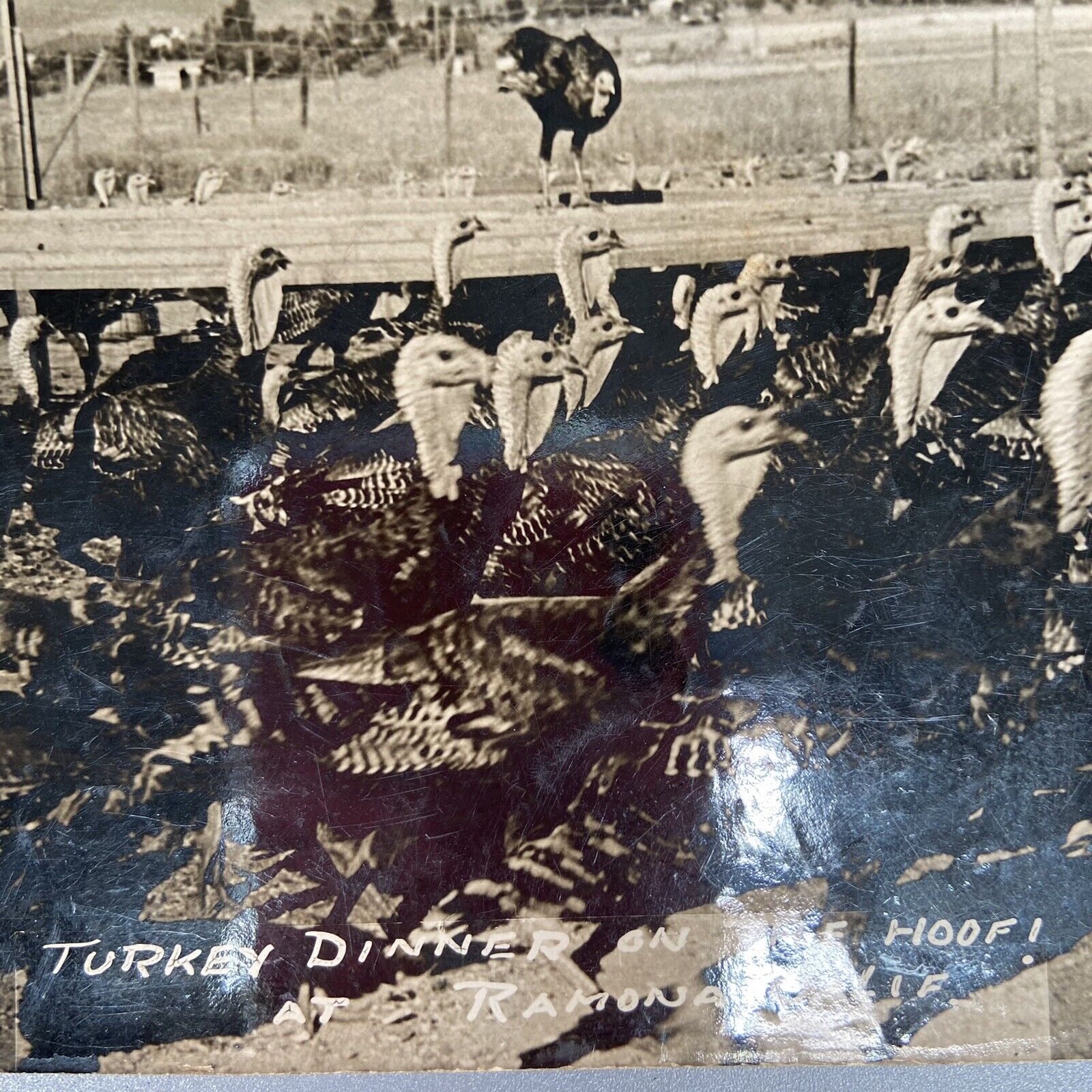 Postcard CA Ramona Turkey Dinner on the Hoof Poultry Farm Knowlton RPPC  1941
