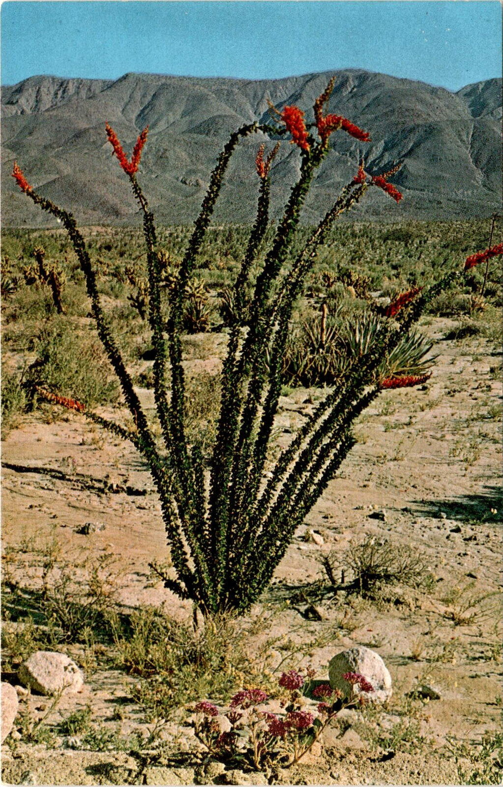 Ocotillo plant, desert, scarlet flowers, thorny stems, buggy whip, Postcard