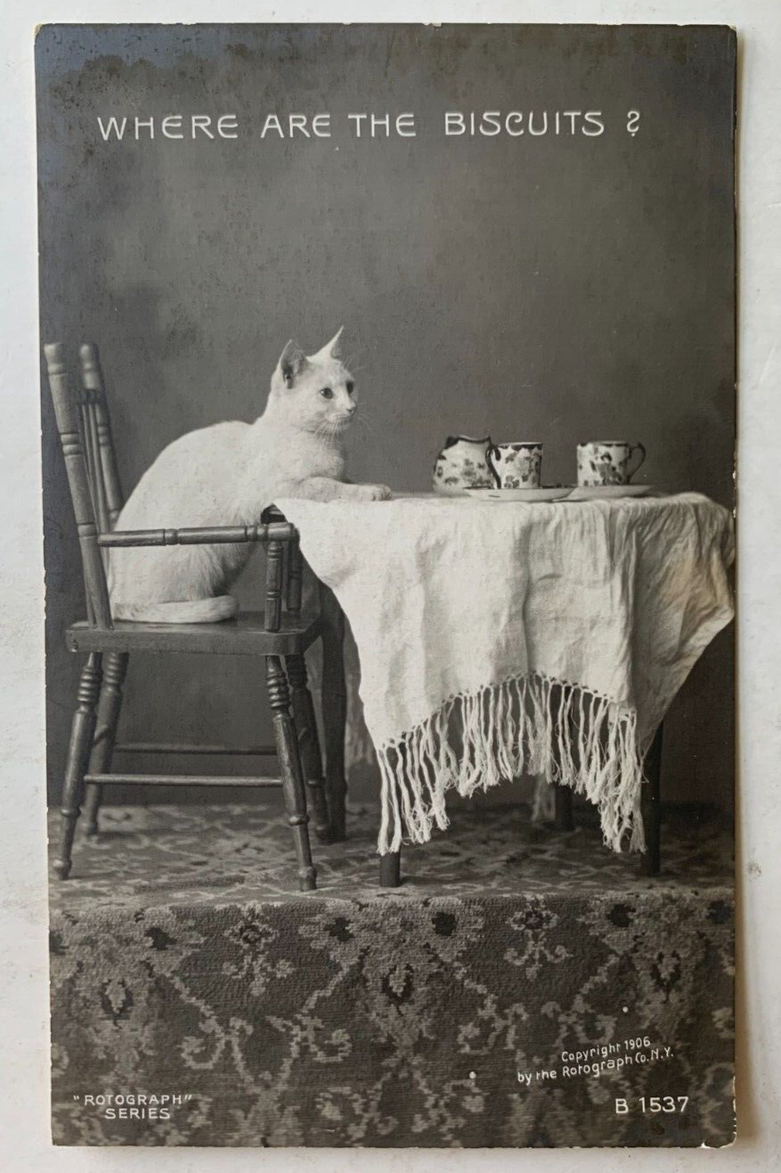Vintage 1906 RPPC Postcard Cat Kitten \