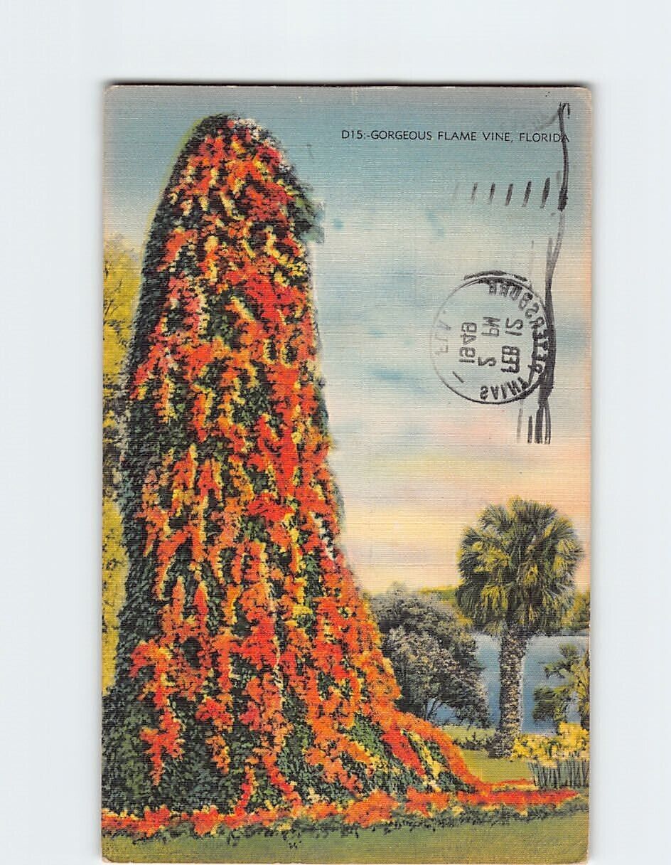 Postcard Gorgeous Flame Vine Florida USA North America