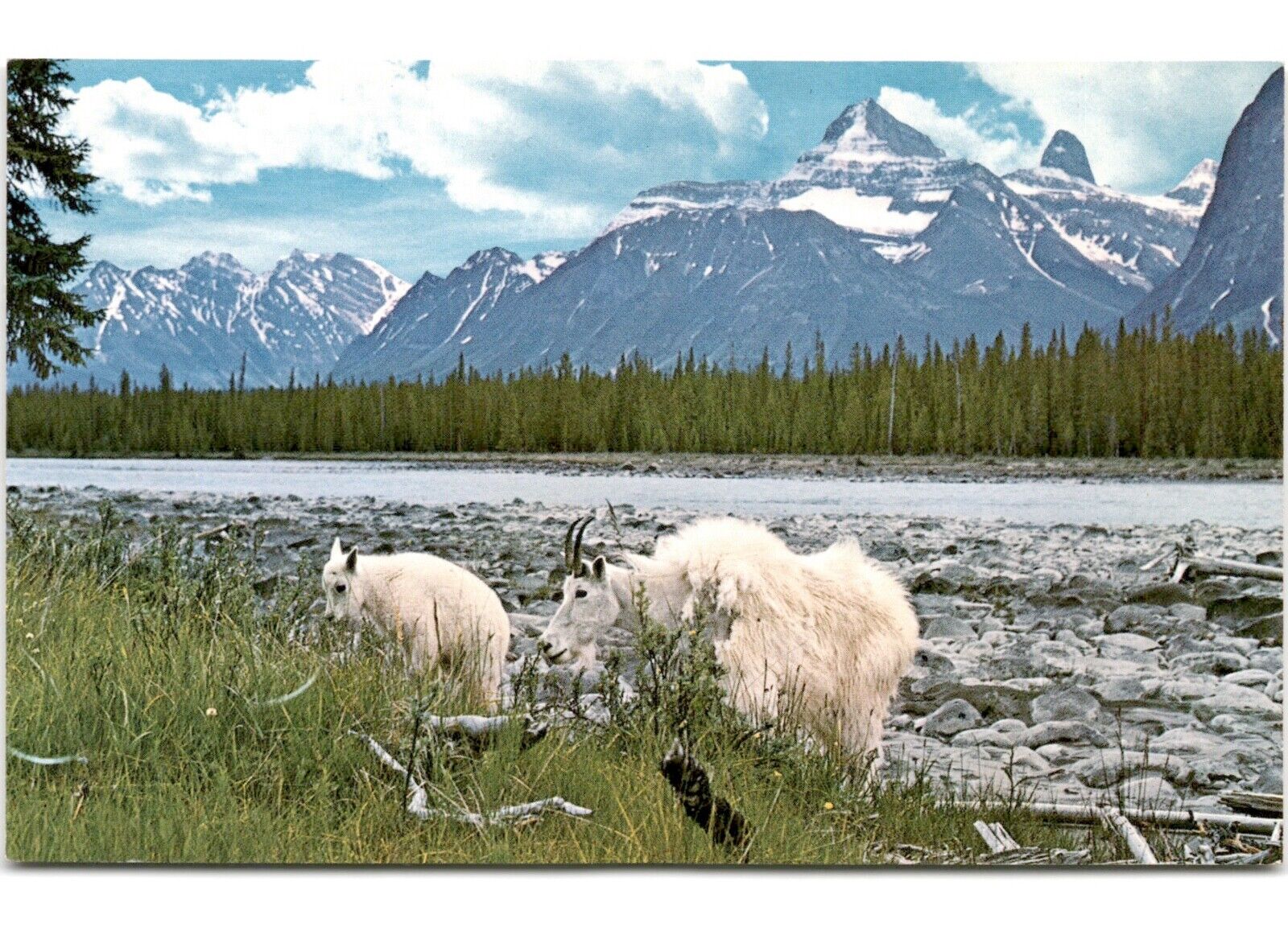 Athabaska River Canadian Rockies Vintage Chrome Postcard