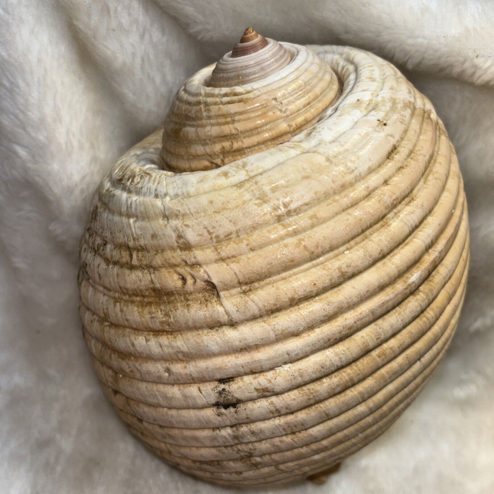 Giant Tun Sea Snail Shell, Tonna galea, 8\