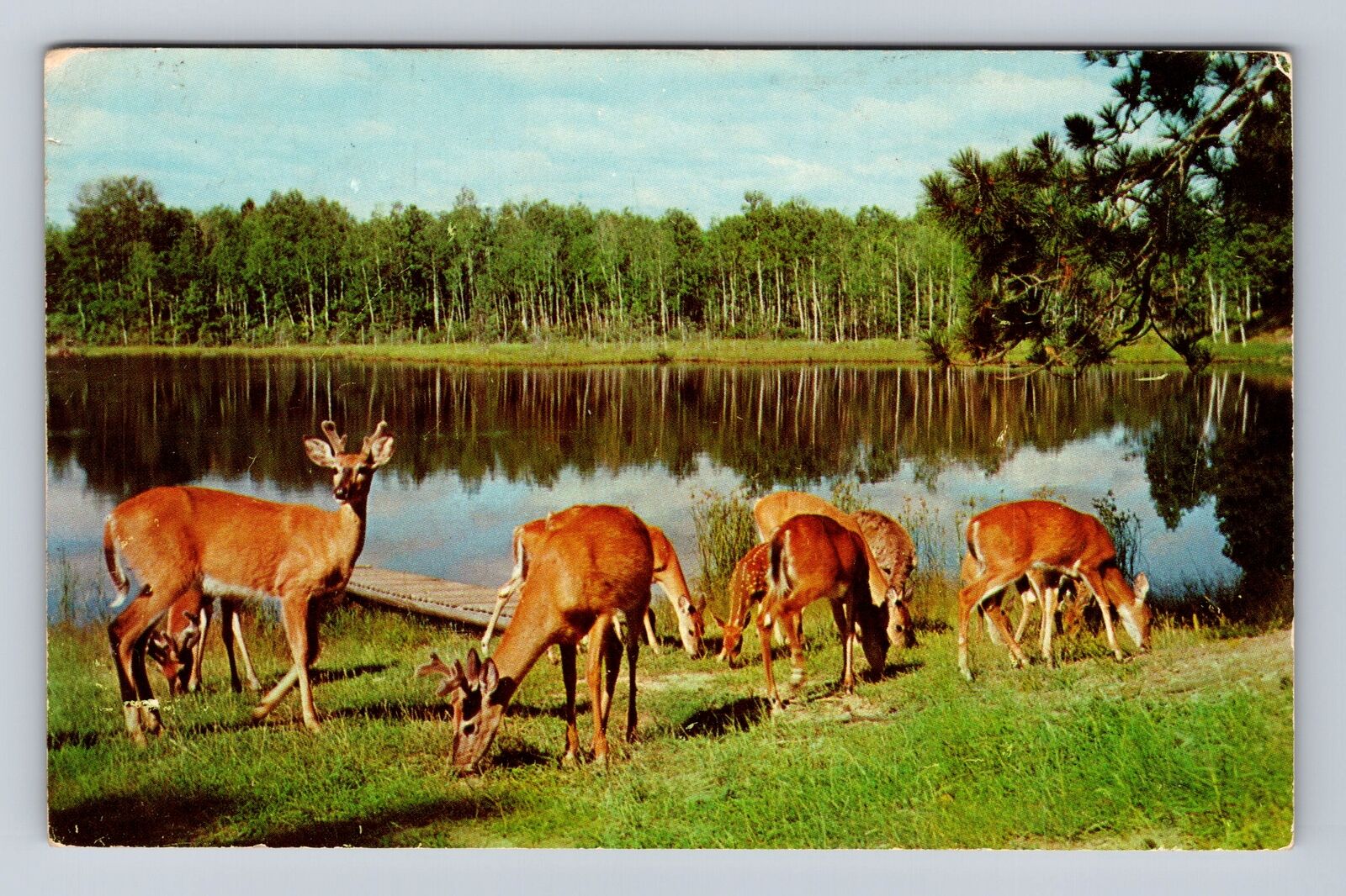 Montello WI-Wisconsin, General Greetings Deer, Antique, Vintage Postcard