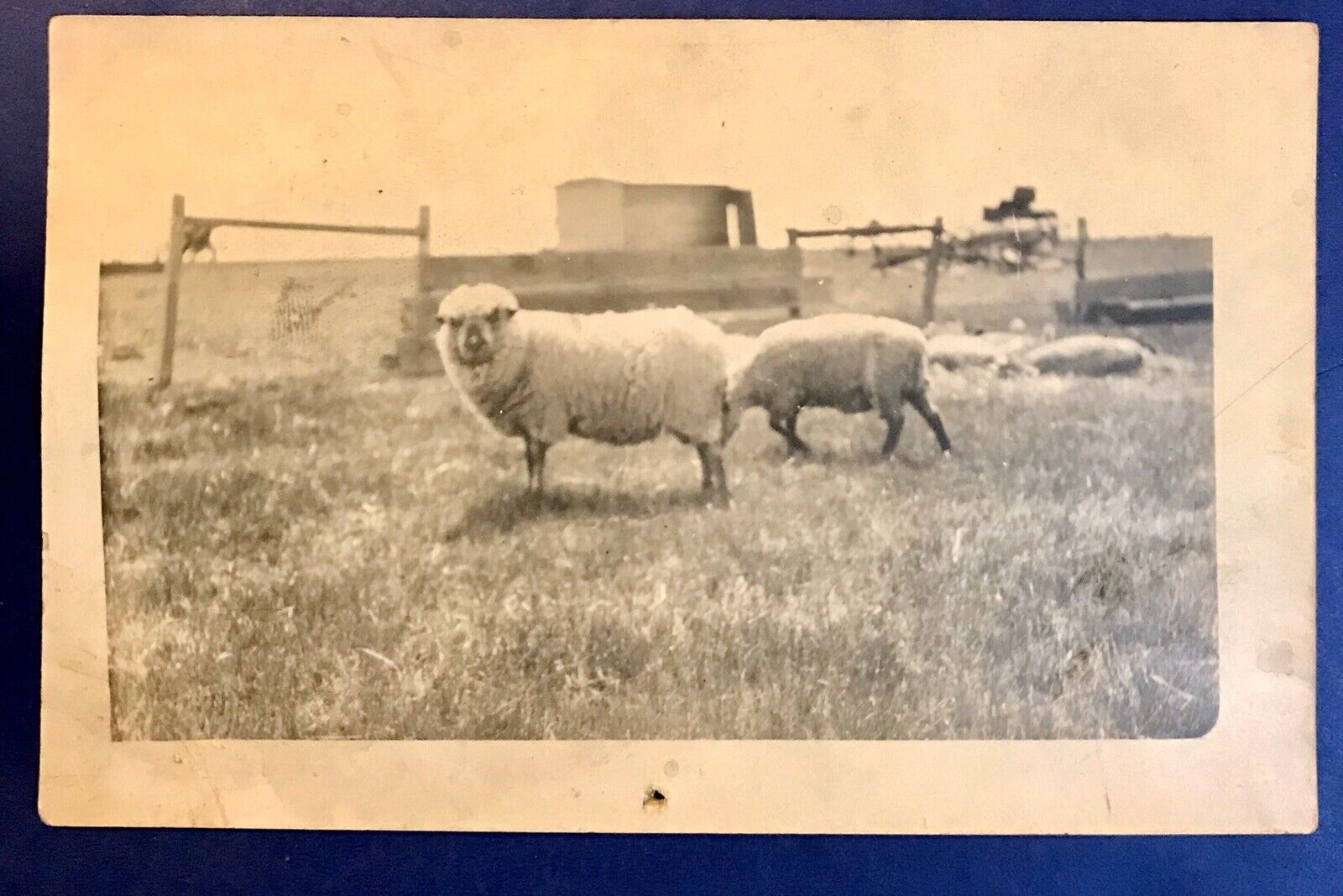 Galesburg ND Bahdock Farm Sheep RPPC Real Photo Postcard Antique 1915