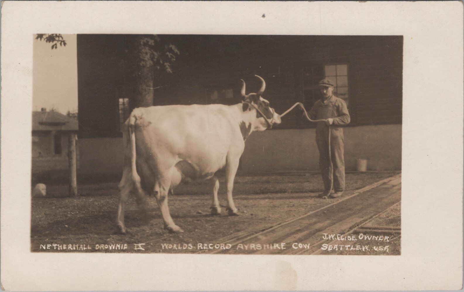 World Record Ayrshire Cow Seattle Washington c1910s RPPC Postcard