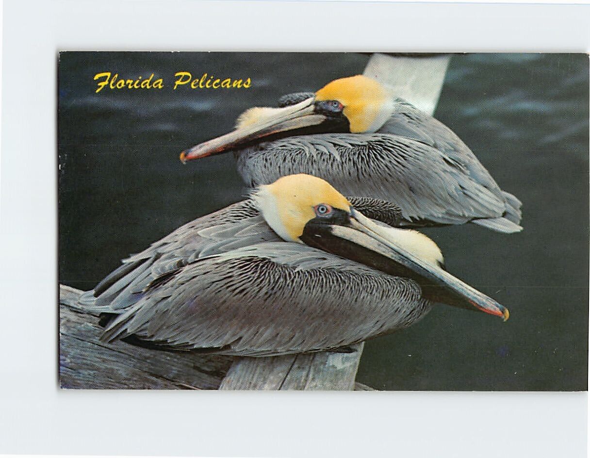Postcard Florida Pelicans Florida USA