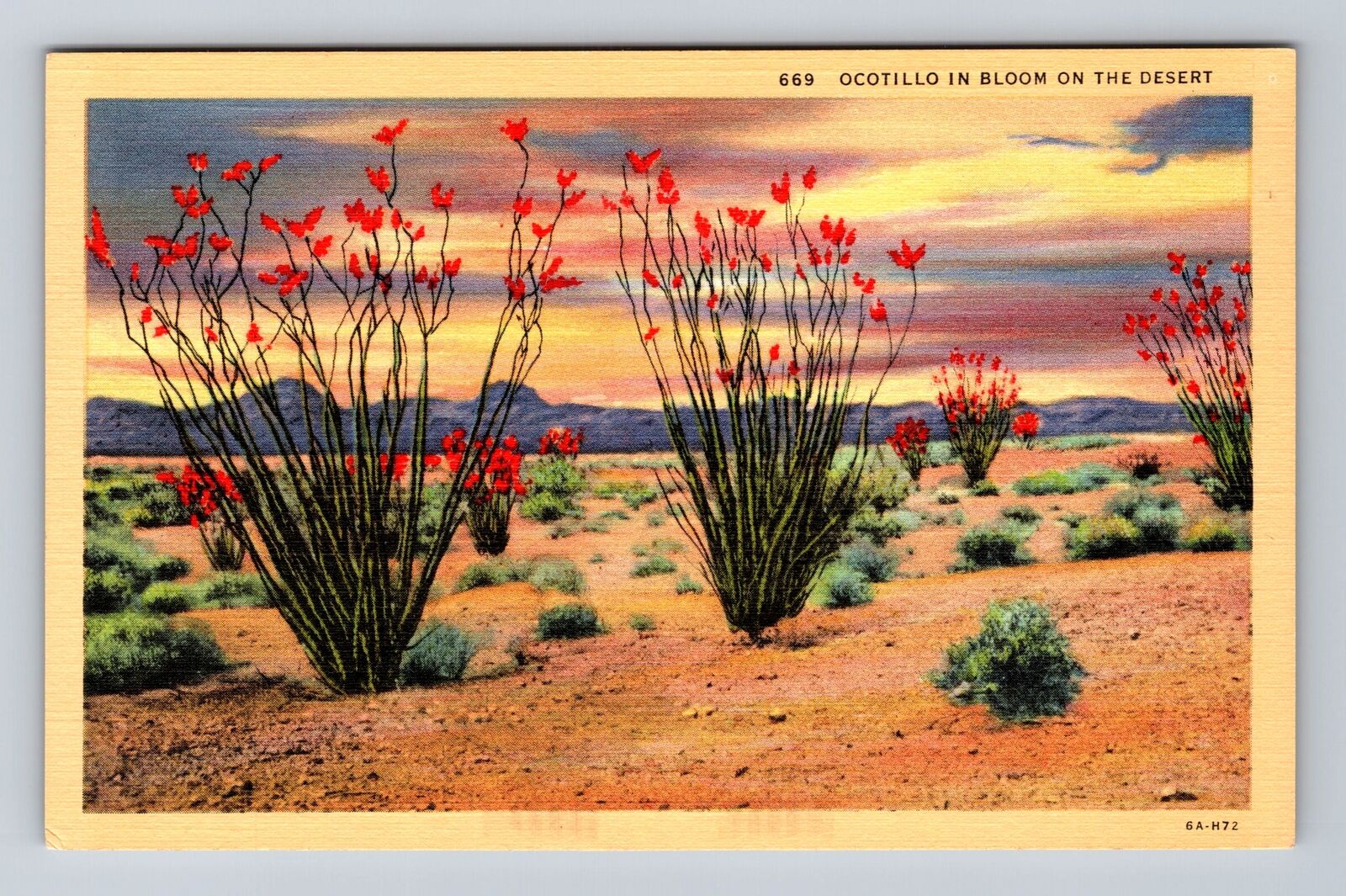 Ocotillo in Bloom on the Desert, Plants, Antique Souvenir Vintage Postcard