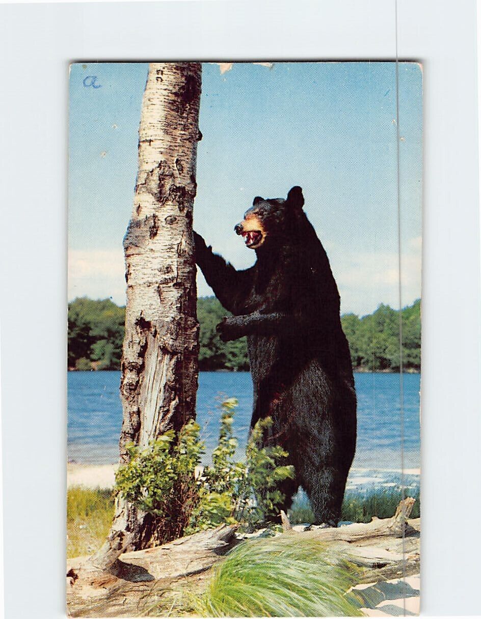 Postcard Black Bear by the Tree