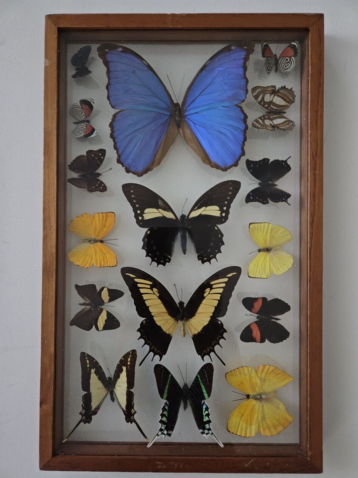 Butterfly Collection Wood Framed Display with Glass
