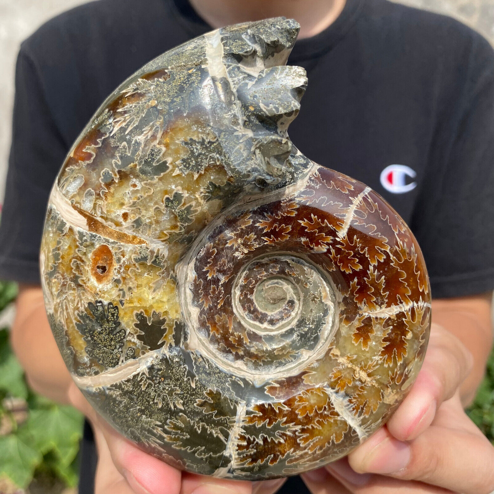 1.5lb Large Rare Natural Ammonite Fossil Conch Crystal Specimen Healing