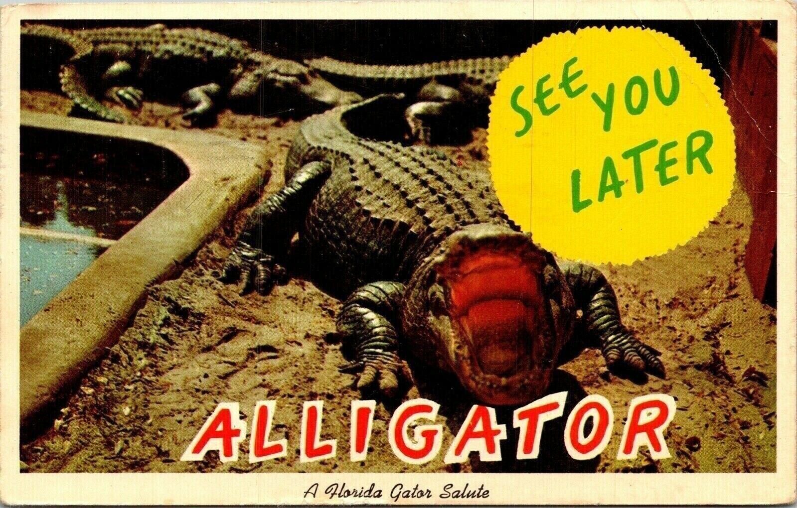 Alligator Florida FL WB Postcard Cancel PM Palmetto WOB Note Curteich VTG