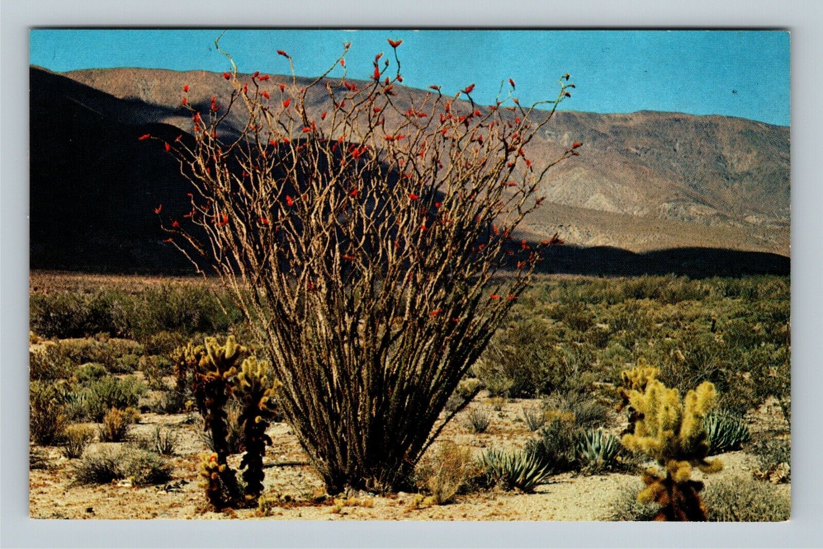 Ocotillo, Thorny, Scarlet-Flowered Desert Flora, Vintage Postcard