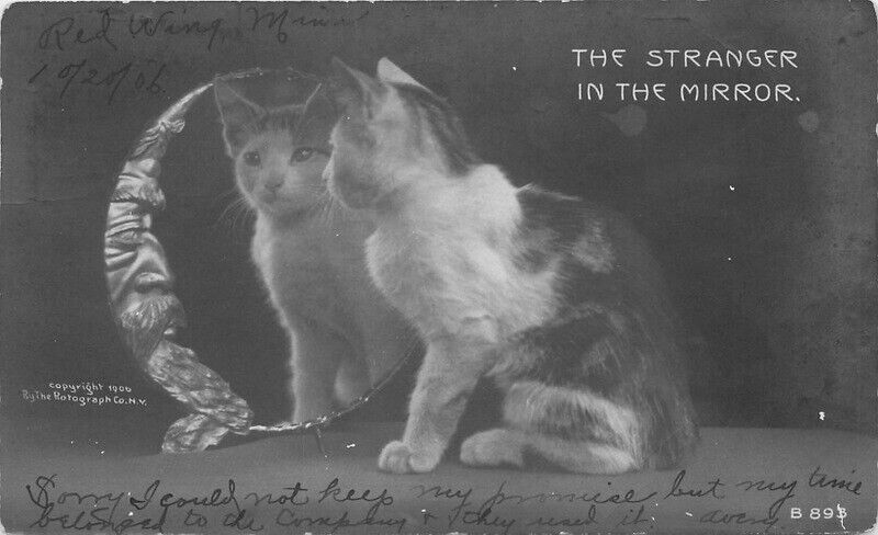 1906 Pretty Cat looking at self in mirror Rotograph RPPC Photo Postcard 22-10771