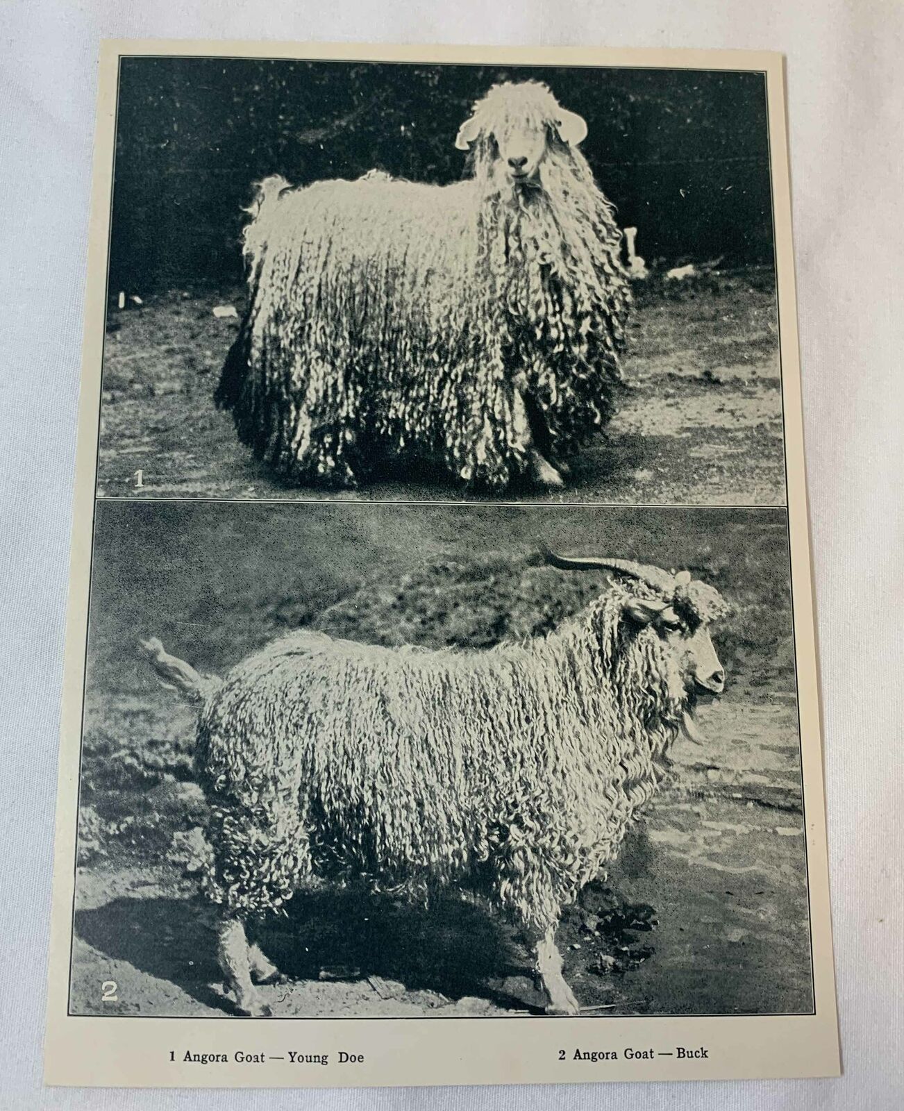 1923 book leaf print~ ANGORA GOAT young doe and buck