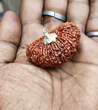21 Mukhi Rudraksha Sacred Bead Rare- Certified A++ --IGL Lab Certified with Auth picture