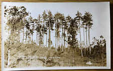 1920s RPPC - HOUGHTON LAKE, MICHIGAN antique real photo postcard NORWAY PINES picture