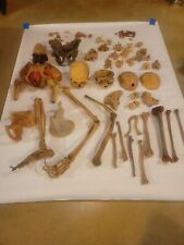 Human Bones And Skull Anatomical Antiques For Medical Education Ship USA Only picture