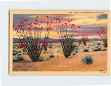Postcard Ocotillo In Bloom On The Desert picture