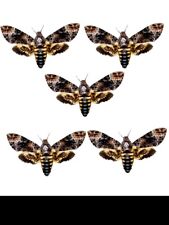 Wholesale 50 pcs Real Death Head Moth  Acherontia lachesis A1 /A1-spread wings picture
