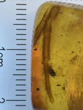Huge 19mm Spider Leg, Ultra Clear Fossil In Genuine Burmite Amber, 98MYO picture