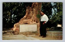 Jamestown VA-Virginia, Blair Tomb, Old Sycamore Tree, Vintage Souvenir Postcard picture