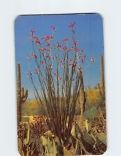 Postcard Ocotillo One of the Most Spectacular Desert Flora picture