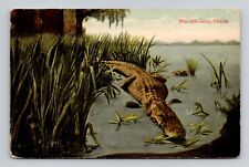 Postcard Florida Alligator Wordplay Miss Alli-Gator FL, Antique N14 picture