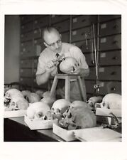 Dr T Dale Stewart 1955 Press Photo 8x10 Smithsonian Institution Skull *P16c picture