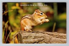 Mayville WI-Wisconsin, General Greetings, Chipmunk, Antique, Vintage Postcard picture