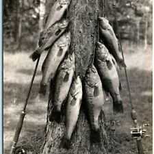 1944 Nisswa, Minn. Gull Lake RPPC Fish Catch Real Photo Postcard Bass Caster A4 picture