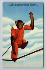 Sarasota FL-Florida, Monkey Performs, Ringling Bros Winter Home Vintage Postcard picture